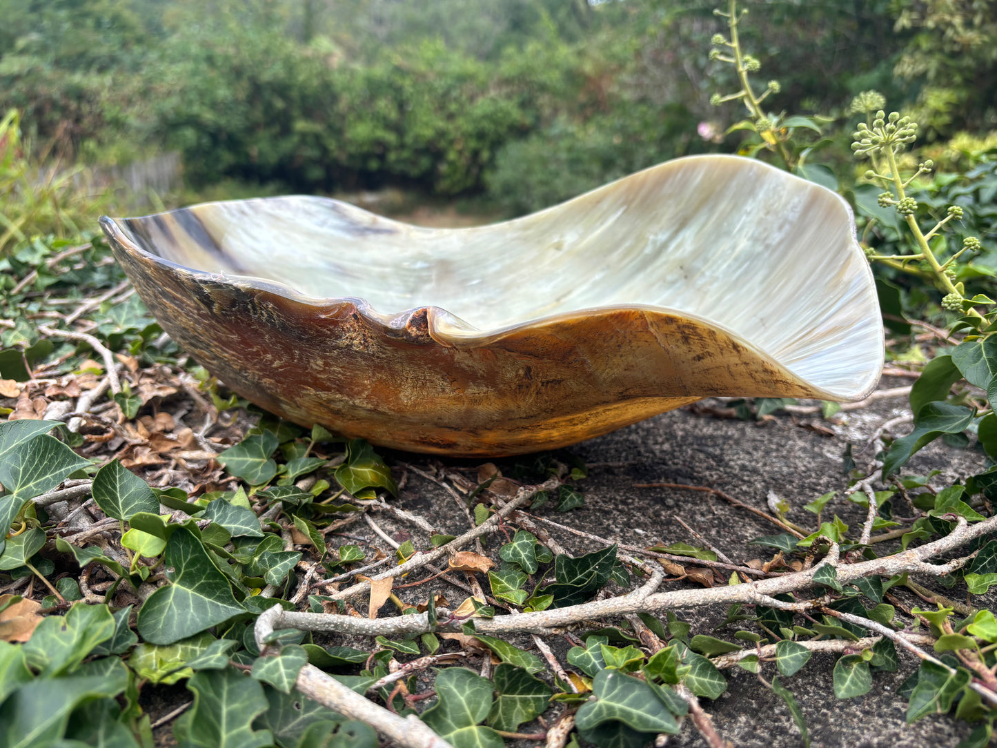 A large, organic-shaped hornl bowl with a wavy rim, resting outdoors on a stone surface surrounded by green ivy and small branches.