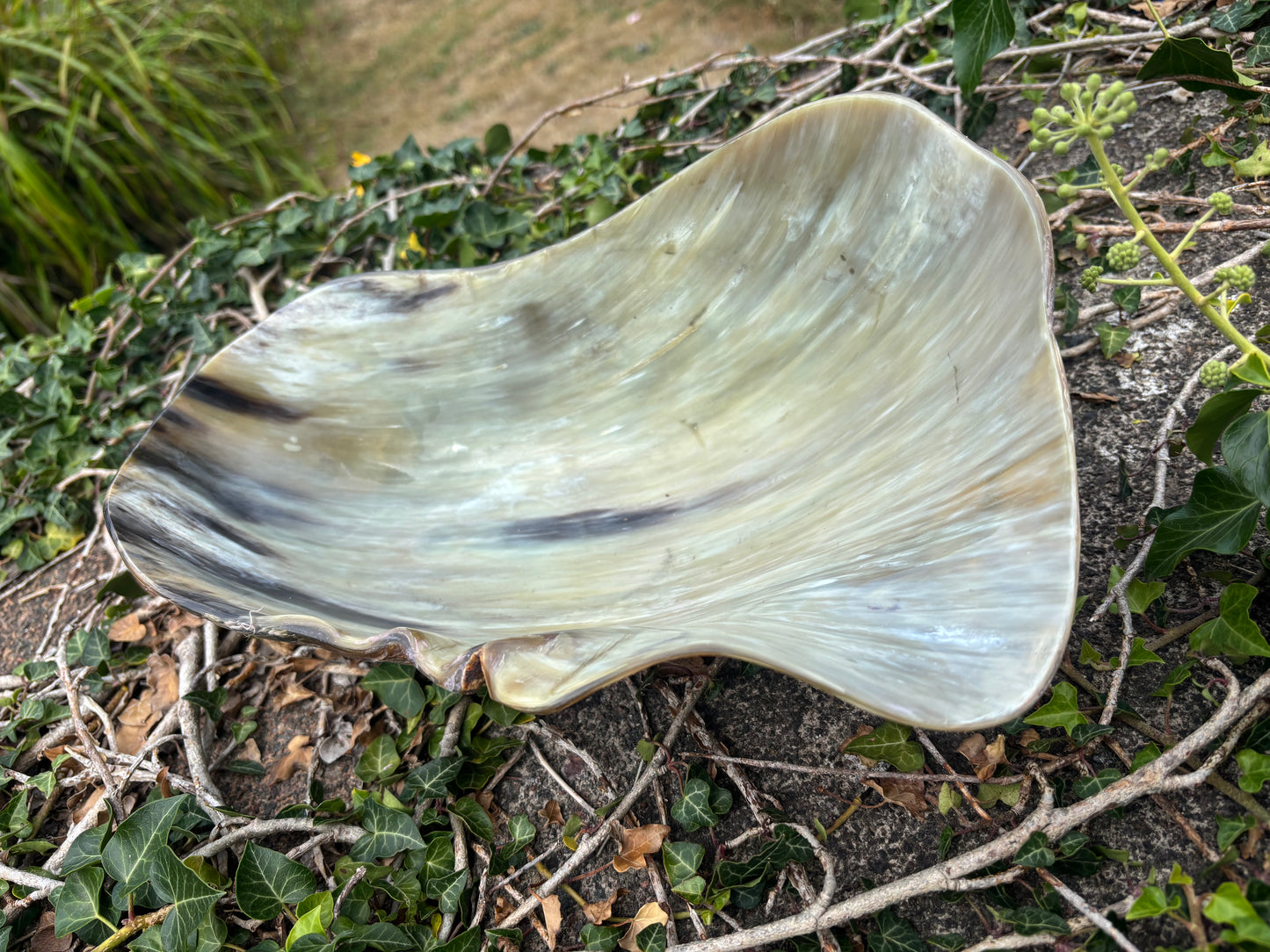 A large organic-shaped horn bowl with a glossy, iridescent surface showing cream, beige, and gray tones with dark brown veining, displayed outdoors on a bed of green ivy and twigs.