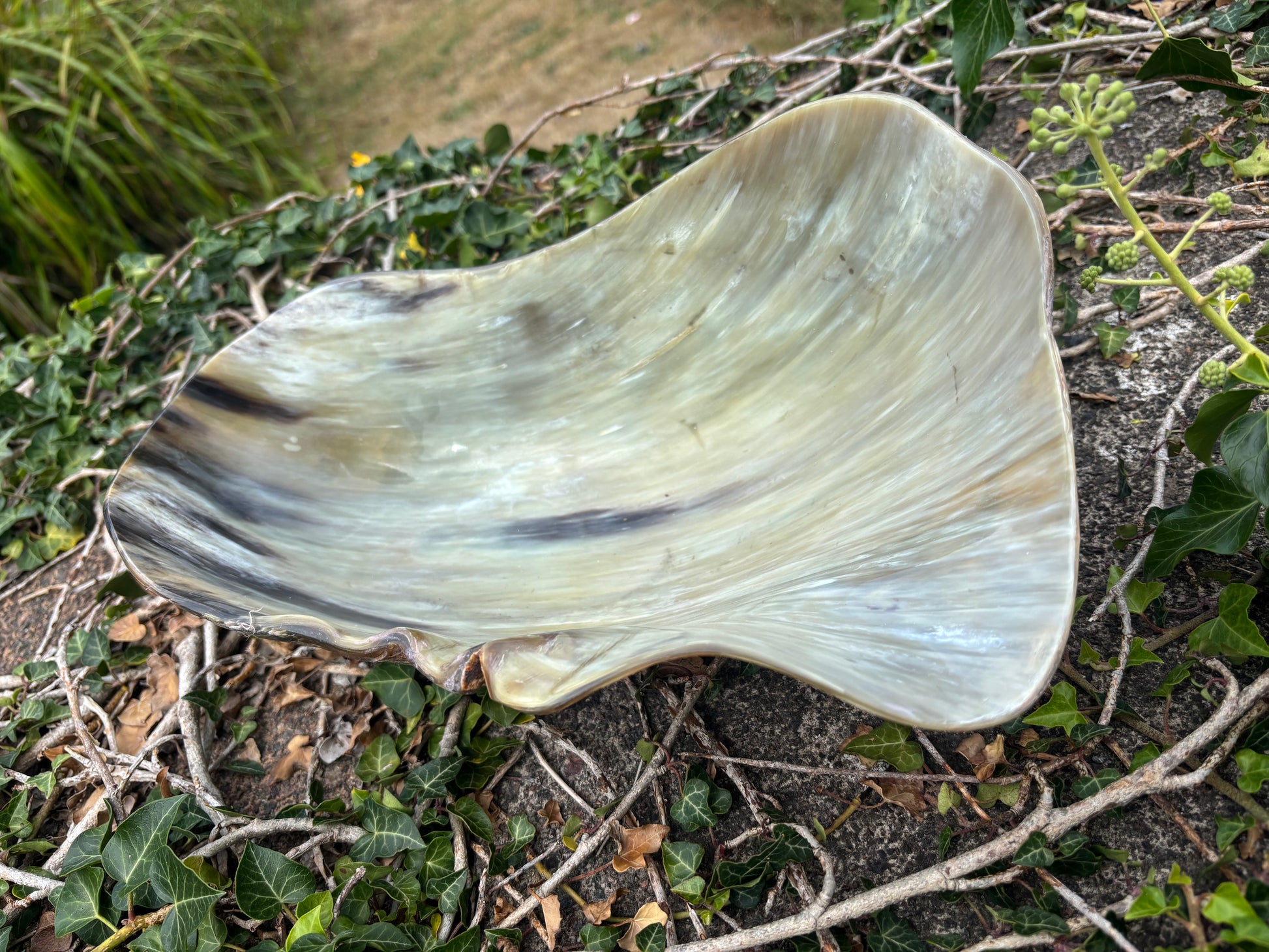 A large organic-shaped horn bowl with a glossy, iridescent surface showing cream, beige, and gray tones with dark brown veining, displayed outdoors on a bed of green ivy and twigs.
