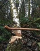 Kalahari Bush Axe - Bushman Survival, shown fitted as an axe